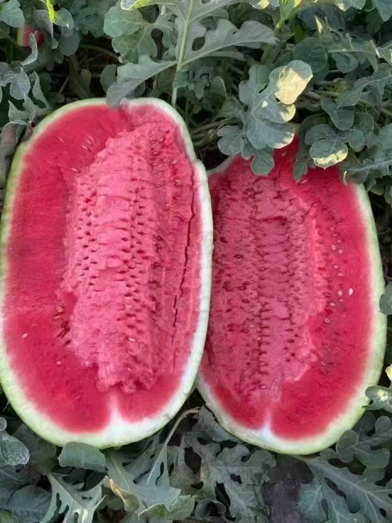 宁夏硒砂瓜电商货产地直发包熟包甜耐运输