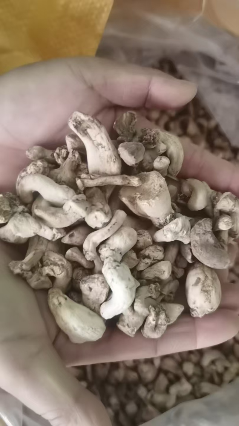 西峡精选香菇腿，干净，食品厂专用，优质冬菇
