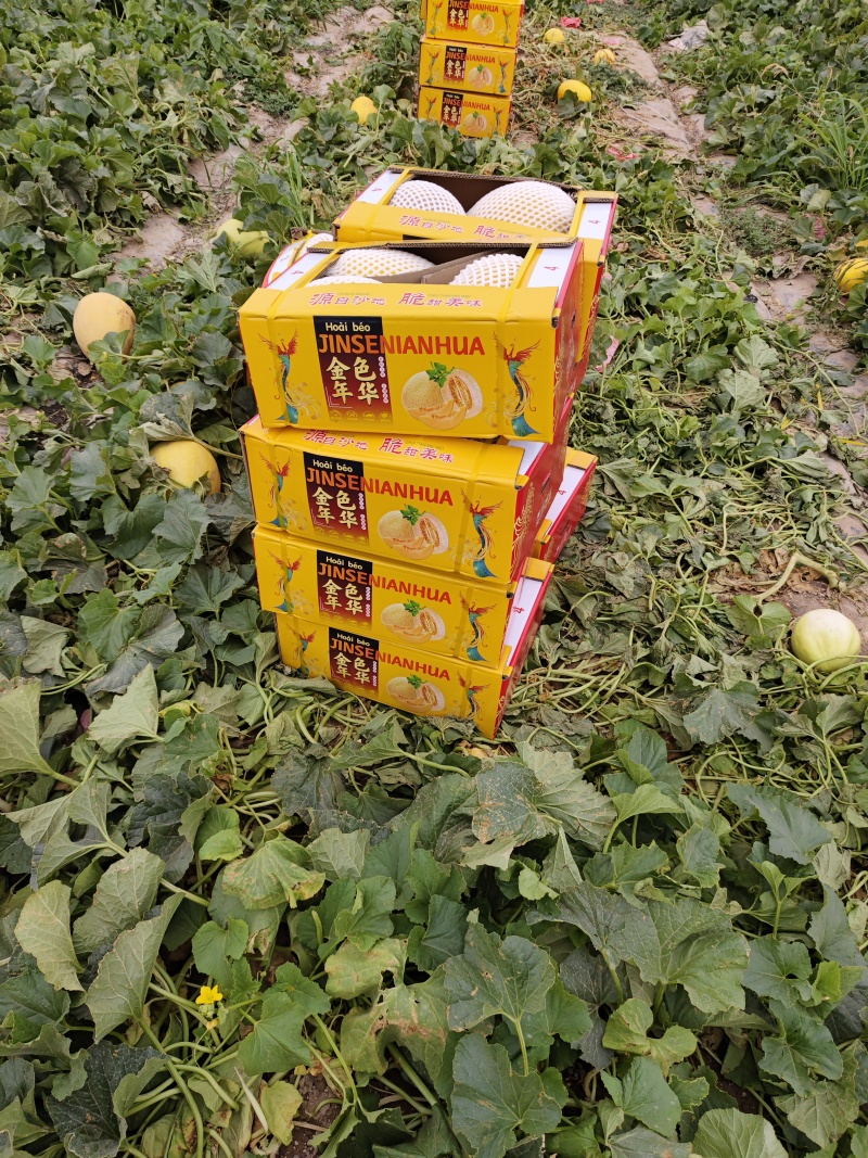 哈密瓜有：金色年华西州蜜晓密八六王子鼎蜜