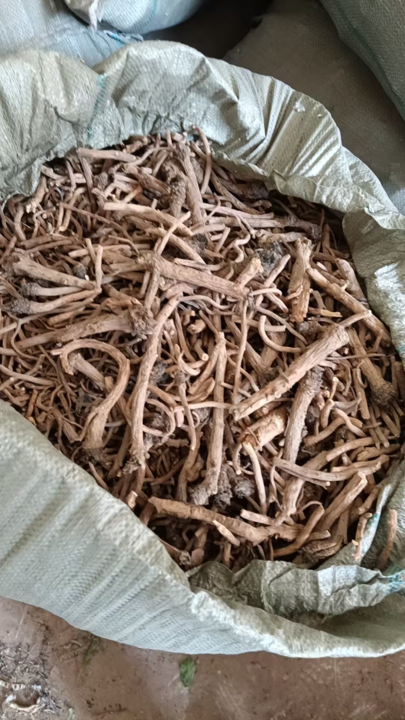 板蓝根