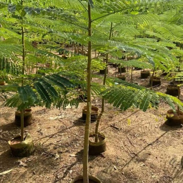 苗圃基地凤凰木红花楹凤凰树苗粗度1到几十公分都有原土发货