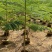 苗圃基地凤凰木红花楹凤凰树苗粗度1到几十公分都有原土发货