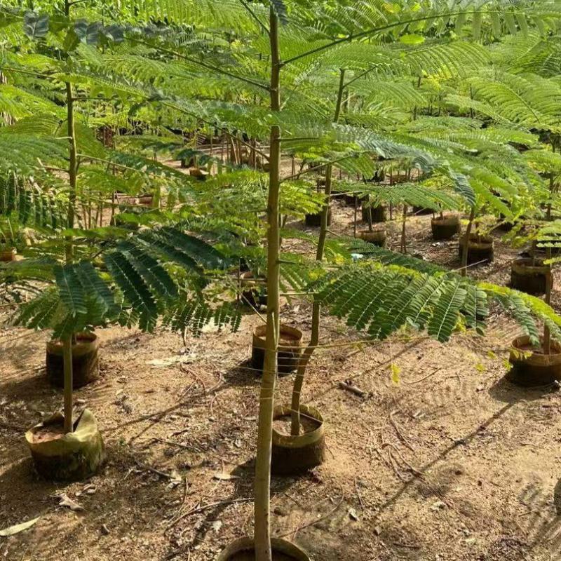 苗圃基地凤凰木红花楹凤凰树苗粗度1到几十公分都有原土发货