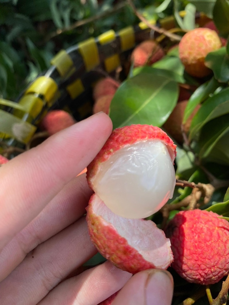 【工厂货】广东桂味荔枝黑叶荔枝品种齐全大量现货批发电商