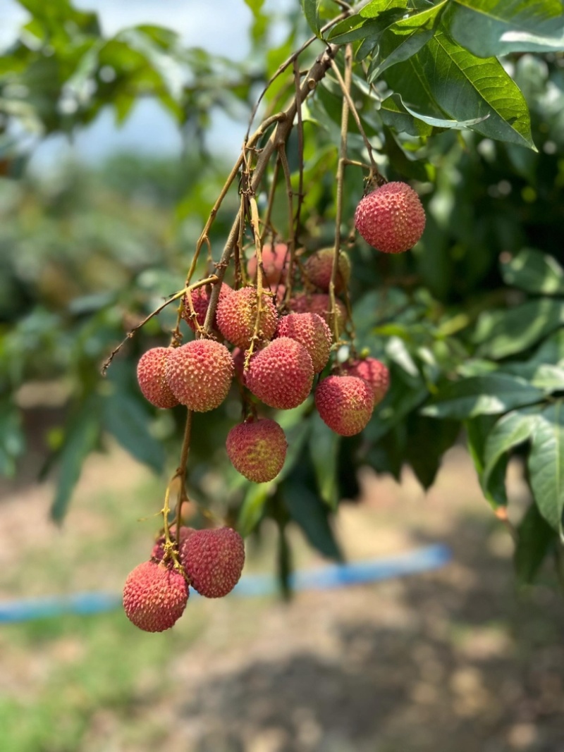 【工厂货】广东桂味荔枝黑叶荔枝品种齐全大量现货批发电商