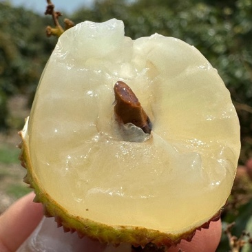 【工厂货】广东桂味荔枝黑叶荔枝品种齐全大量现货批发电商