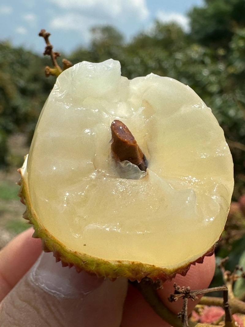 【工厂货】广东桂味荔枝黑叶荔枝品种齐全大量现货批发电商
