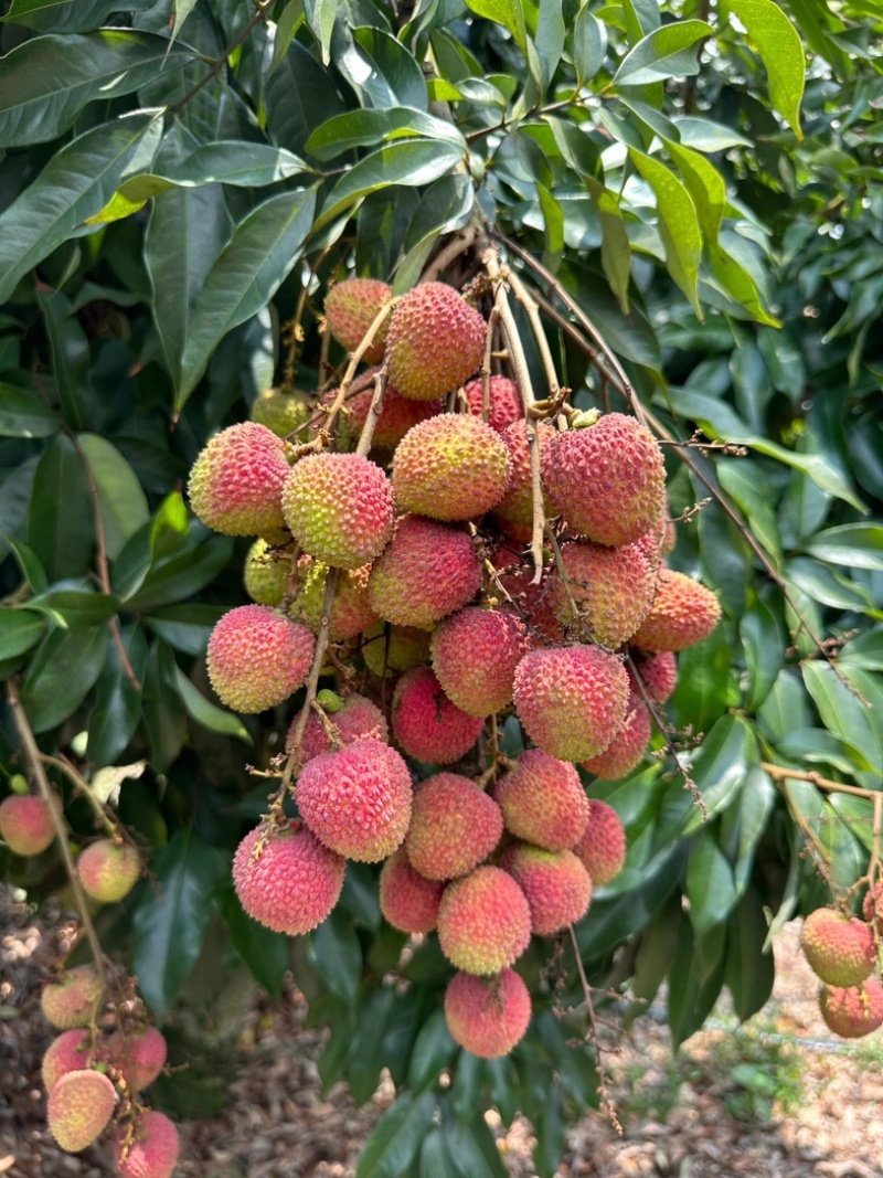 【工厂货】广东桂味荔枝黑叶荔枝品种齐全大量现货批发电商