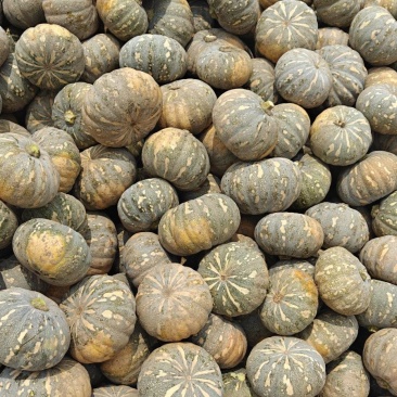 嘉鱼盘龙204大量上市，质优价廉！口感甜面，有需要的联系