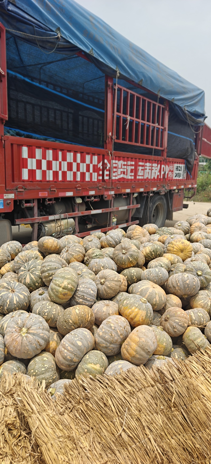 嘉鱼盘龙204大量上市，质优价廉！口感甜面，有需要的联系