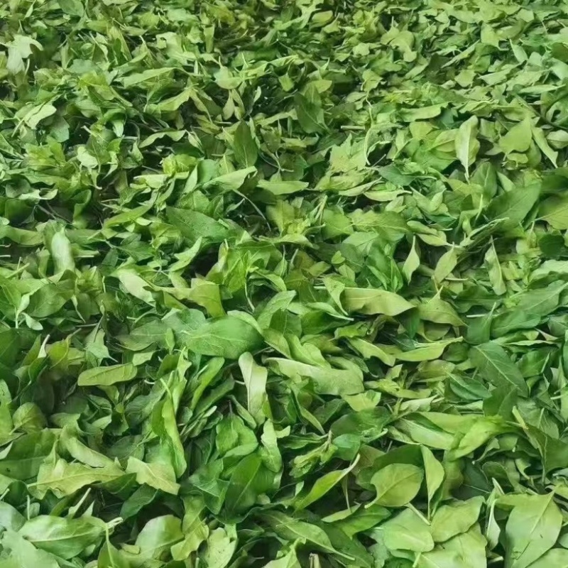 福建枸杞叶，大叶大量货源，欢迎老板前来咨询