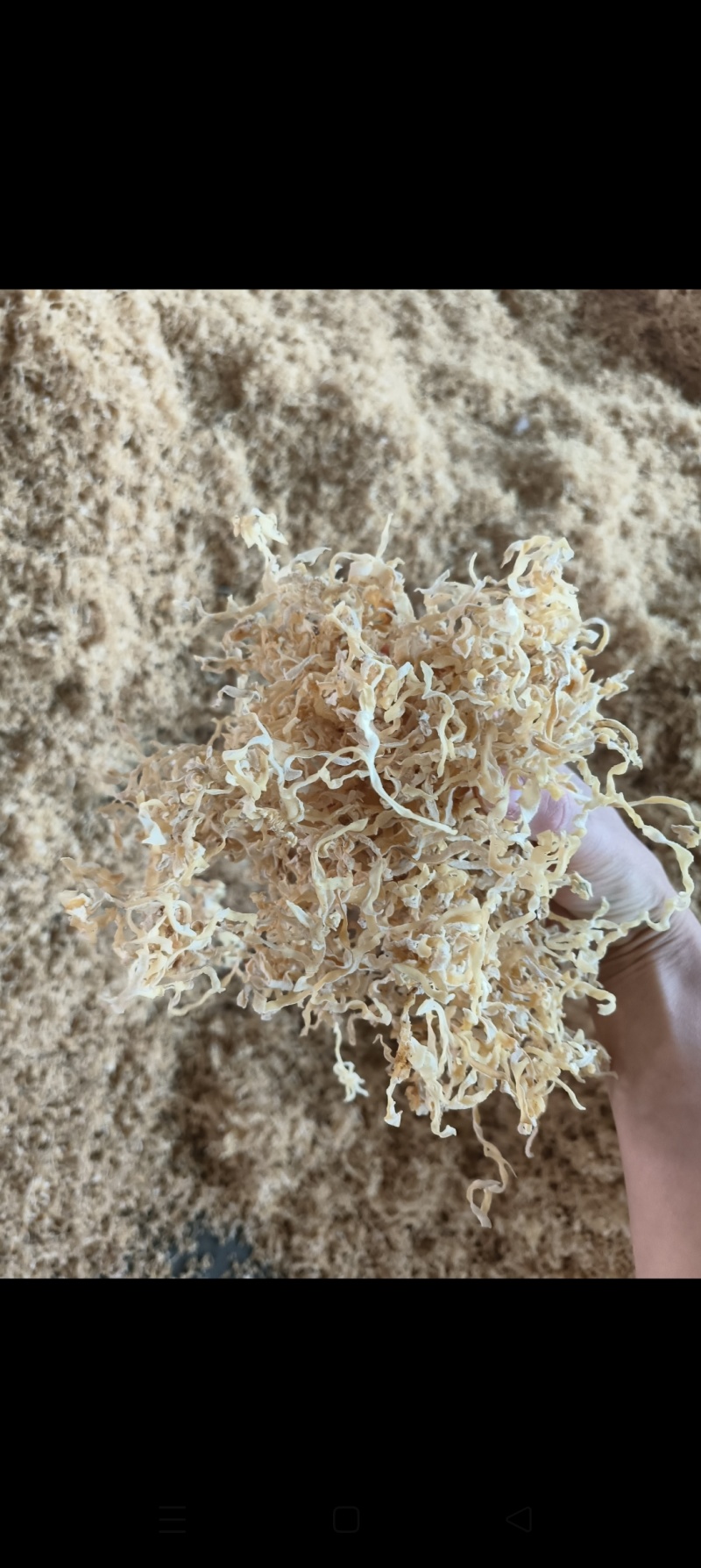白木耳丝白木耳木耳丝