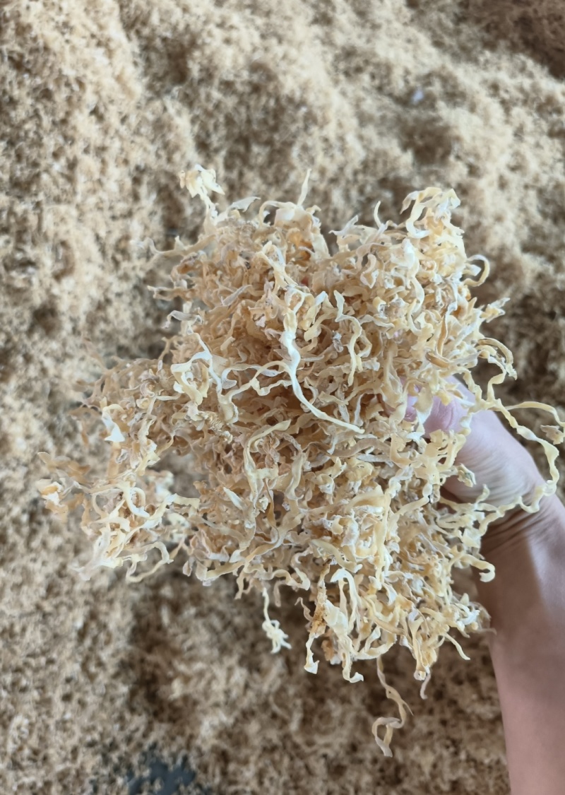 白木耳丝白木耳木耳丝