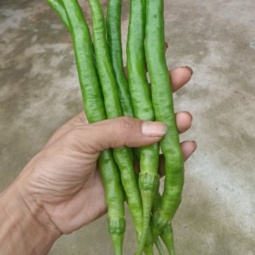 精品薄皮二荆条，量大，品质保证