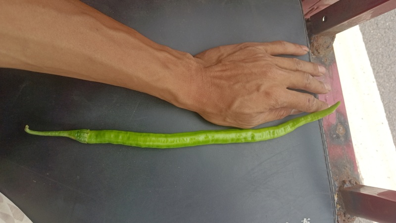 精品薄皮二荆条，量大，品质保证