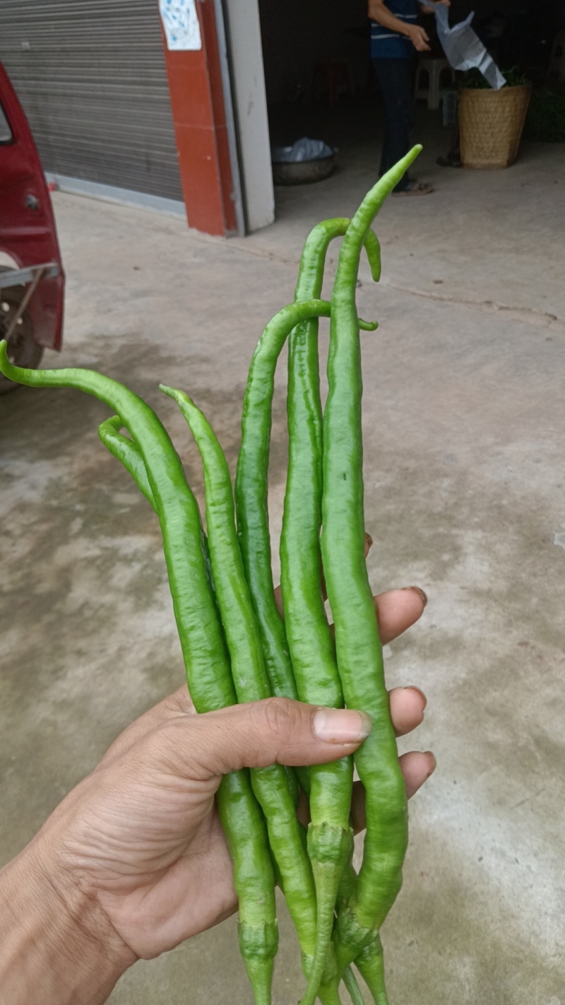 精品薄皮二荆条，量大，品质保证