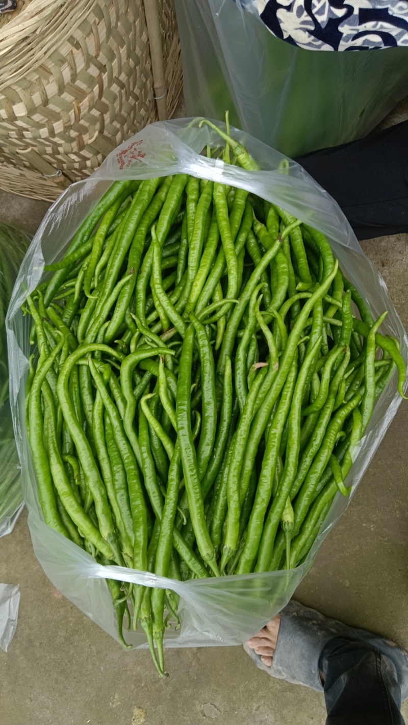 精品薄皮二荆条，量大，品质保证
