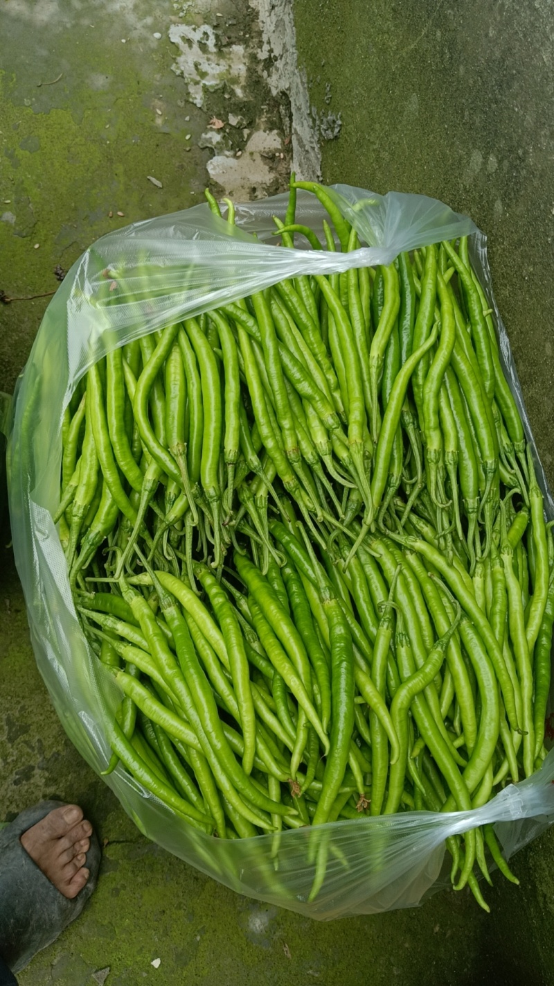 精品薄皮二荆条，量大，品质保证
