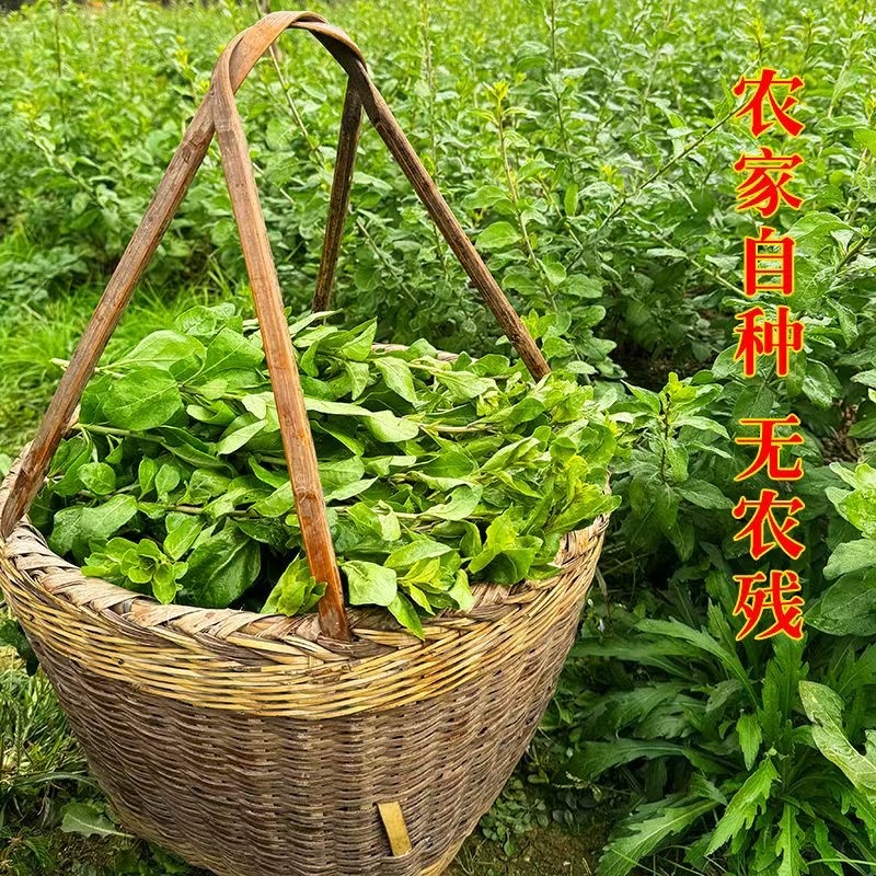 福建枸杞叶，大叶大量货源，欢迎老板前来咨询