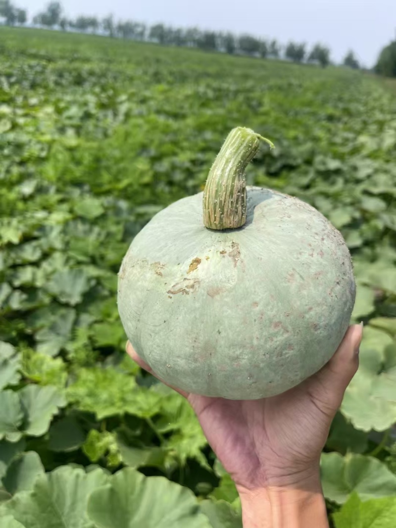 嘉鱼盘龙204大量上市，质优价廉！口感甜面，有需要的联系