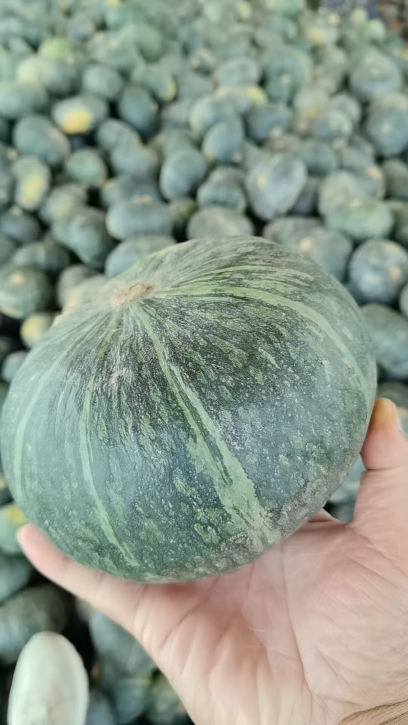 嘉鱼盘龙204大量上市，质优价廉！口感甜面，有需要的联系