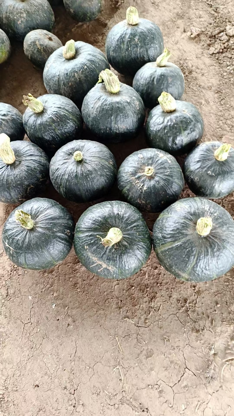 嘉鱼盘龙204大量上市，质优价廉！口感甜面，有需要的联系