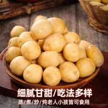 马尔科小土豆电商货产地看货论价保质保量欢迎订购