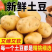 马尔科小土豆电商货产地看货论价保质保量欢迎订购