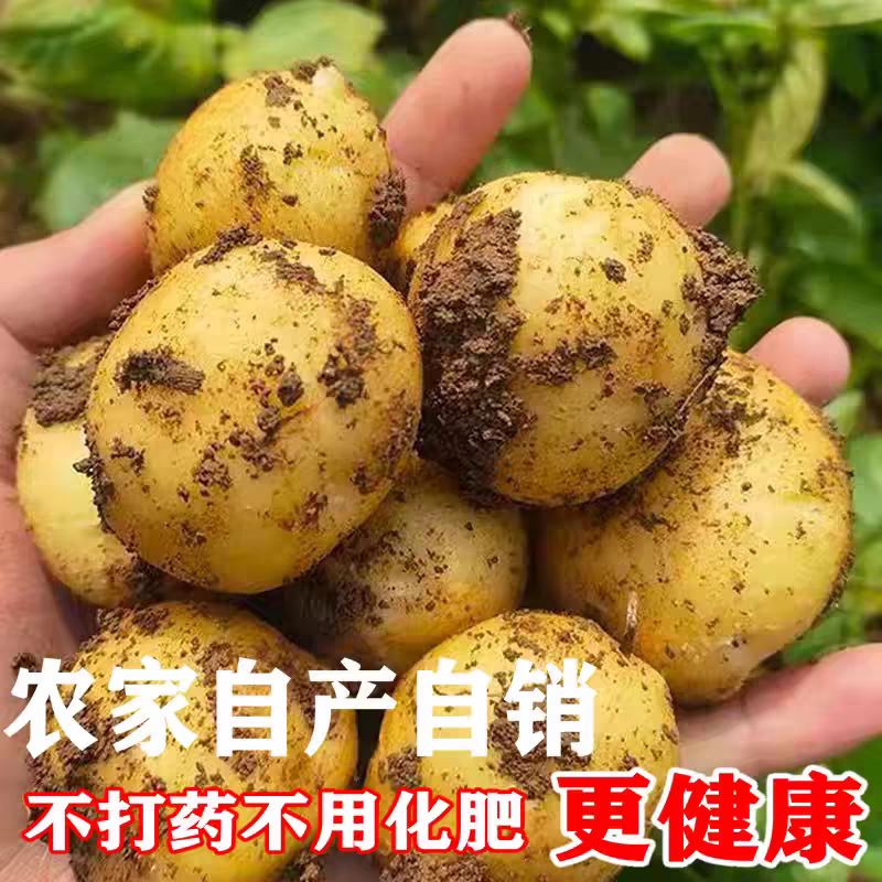 马尔科小土豆电商货产地看货论价保质保量欢迎订购