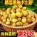 马尔科小土豆电商货产地看货论价保质保量欢迎订购