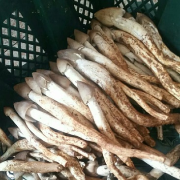 野生鸡枞菌