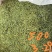安吉白茶原产地的安吉白茶自产自销，品质保证