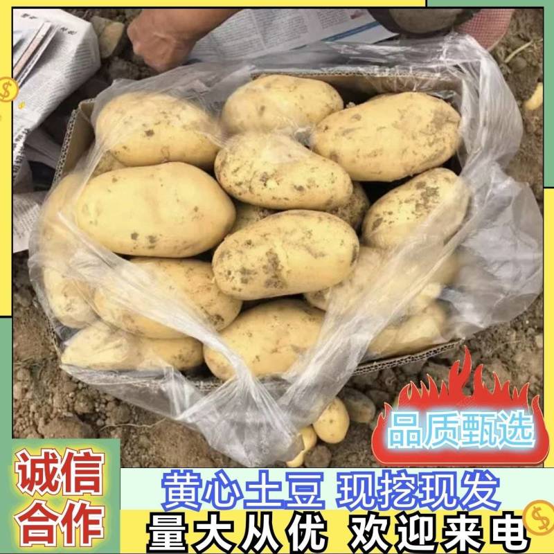 湖北现挖黄心土豆大量接单产地直发欢迎来电咨询