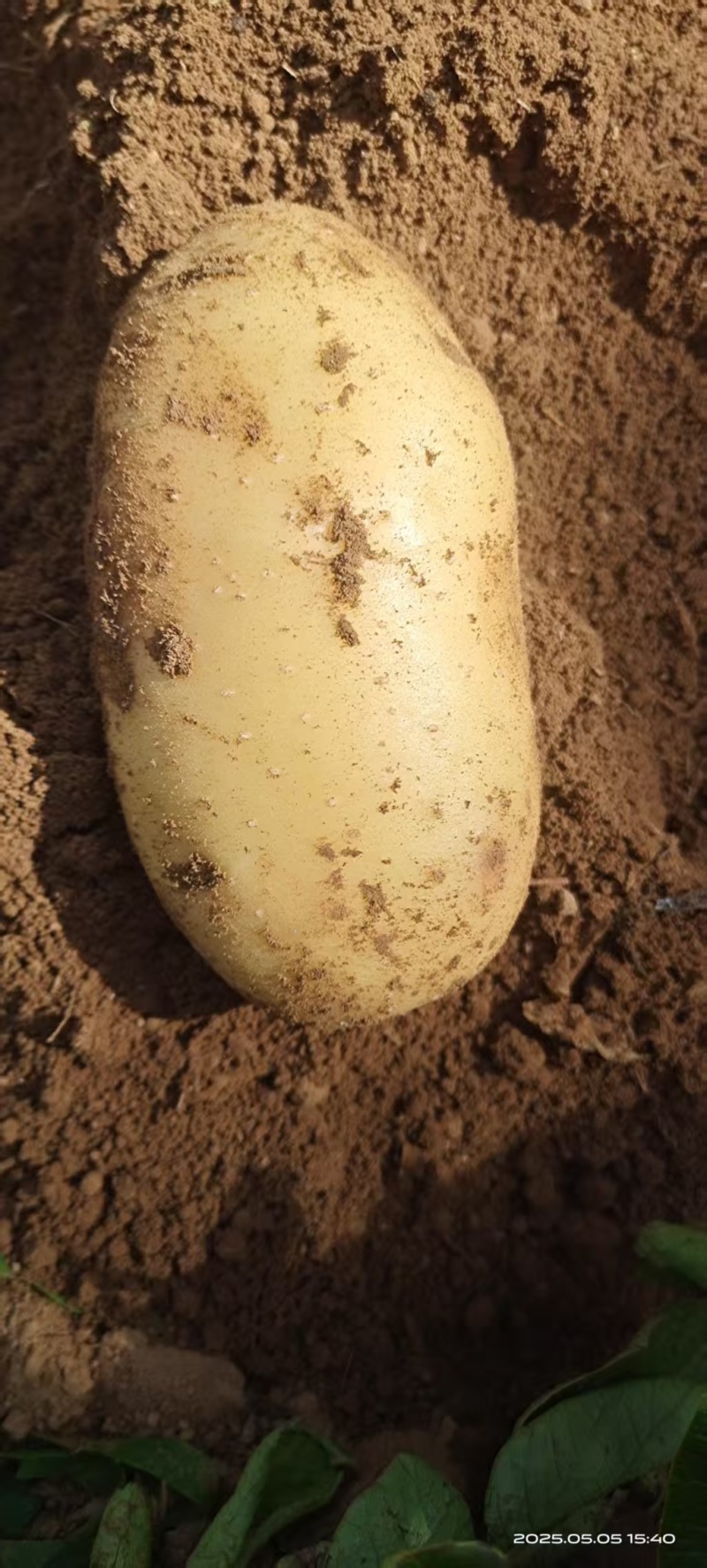 湖北现挖黄心土豆大量接单产地直发欢迎来电咨询