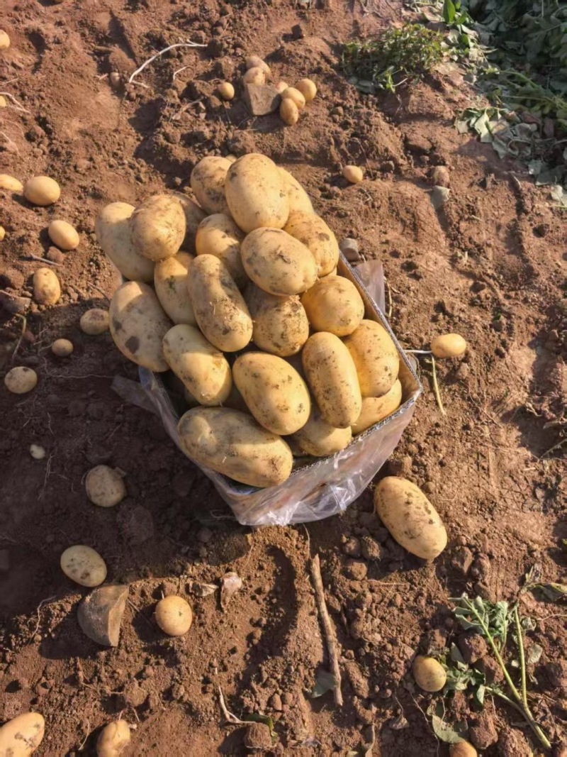 湖北现挖黄心土豆大量接单产地直发欢迎来电咨询