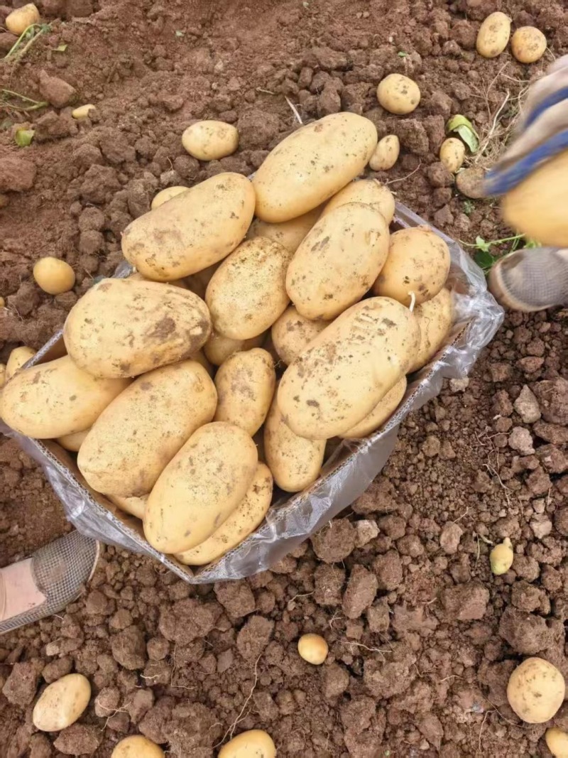 湖北现挖黄心土豆大量接单产地直发欢迎来电咨询