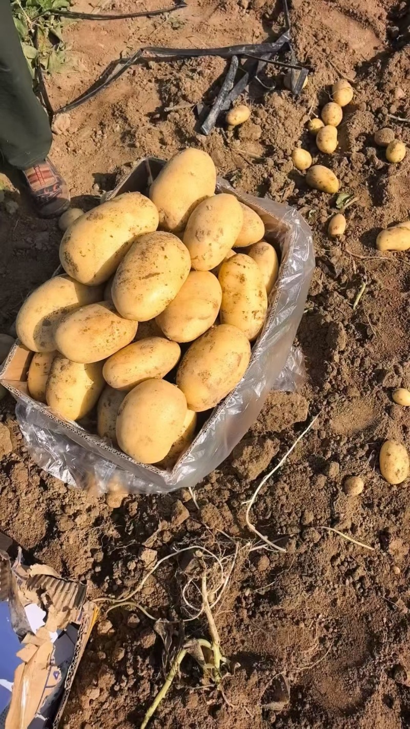 湖北现挖黄心土豆大量接单产地直发欢迎来电咨询