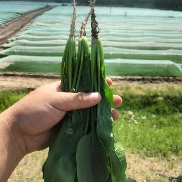 精品菠菜大量出货，品种多，规格客户要求来