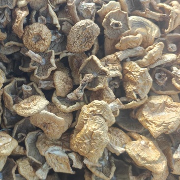 推荐：滑子菇干品去根、大帽产地大量上市