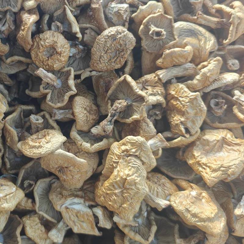 推荐：滑子菇干品去根、大帽产地大量上市