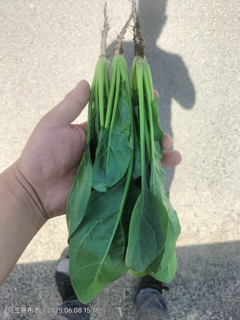 精品菠菜大量出货，品种多，规格客户要求来