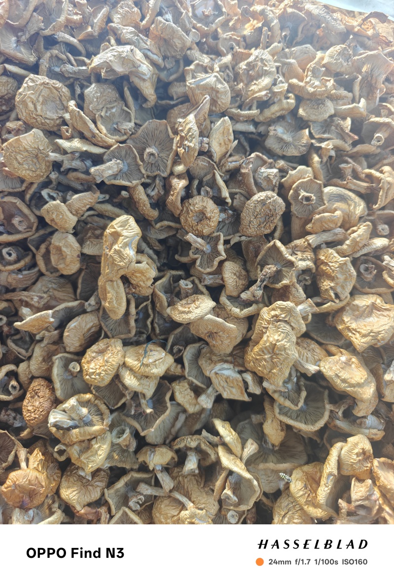 推荐：滑子菇干品去根、大帽产地大量上市