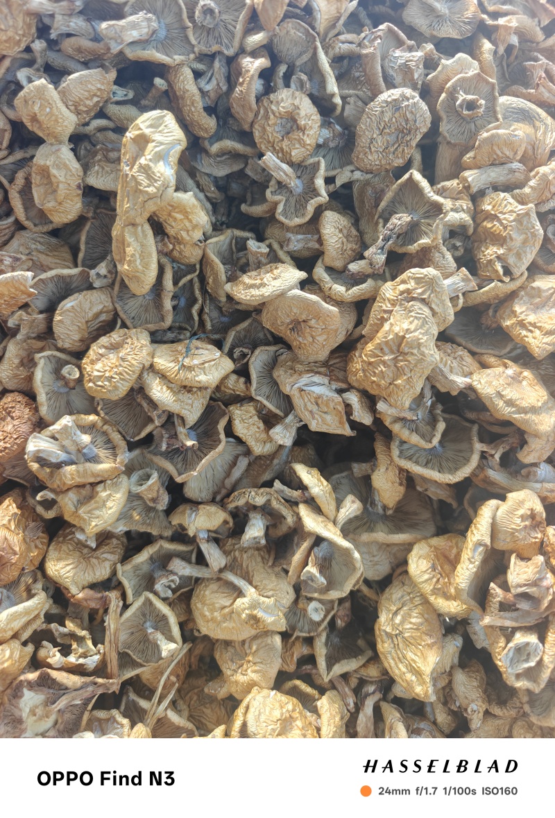 推荐：滑子菇干品去根、大帽产地大量上市