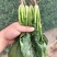 精品菠菜大量出货，品种多，规格客户要求来