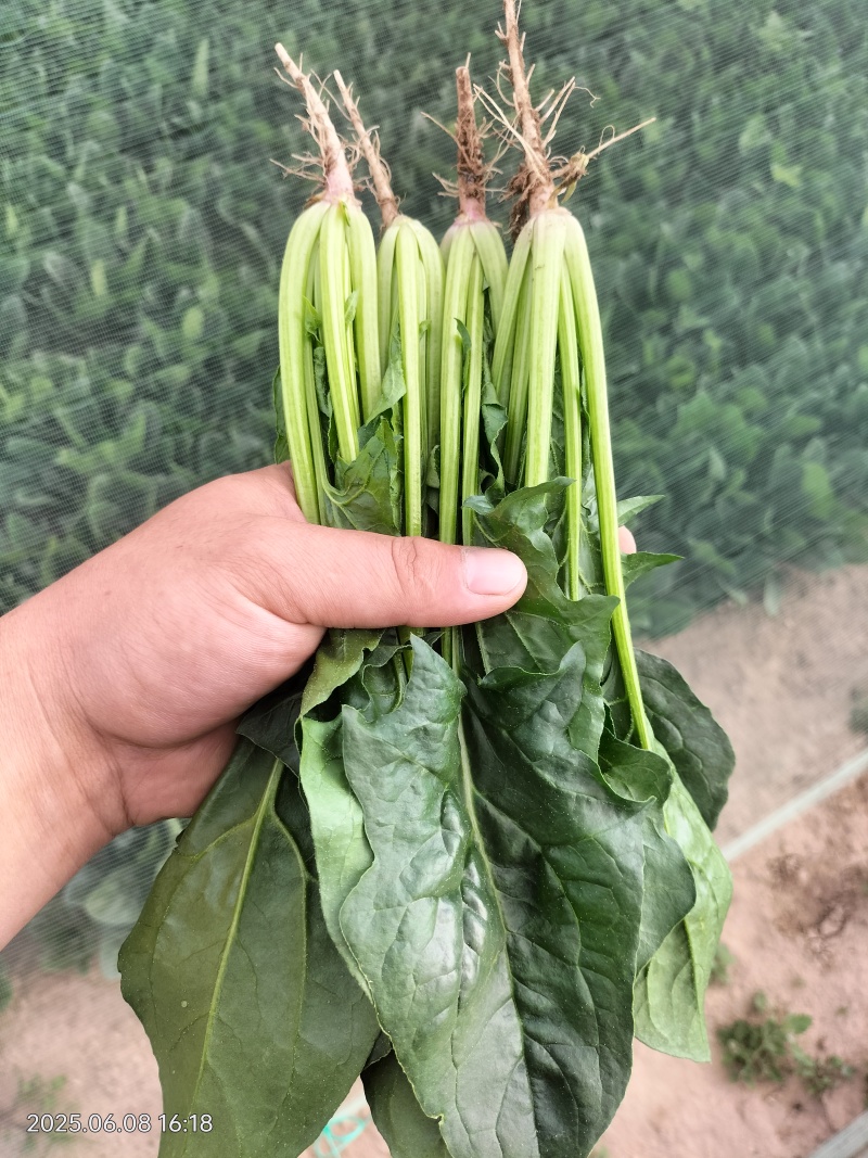 精品菠菜大量出货，品种多，规格客户要求来