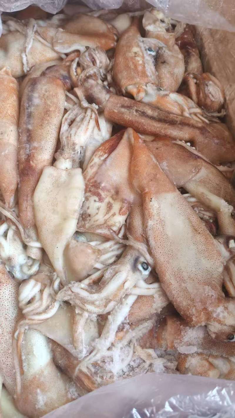 西非鱿鱼大西洋鱿鱼陆冻