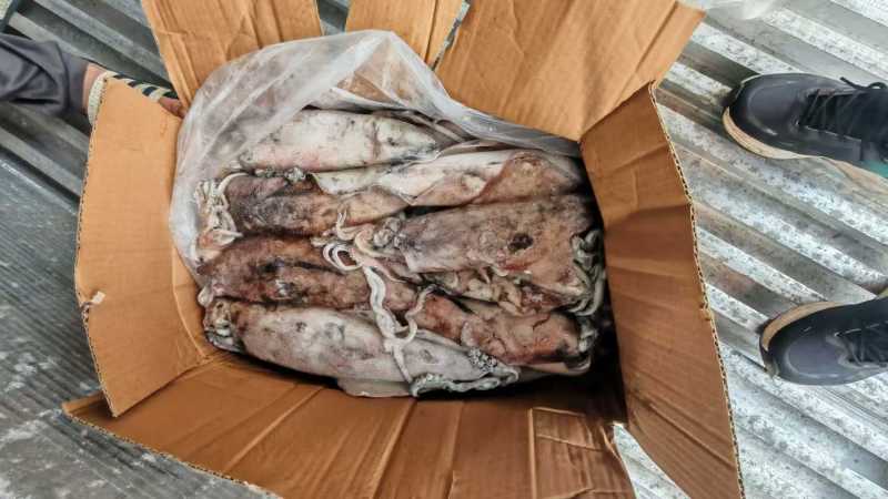 西非鱿鱼大西洋鱿鱼陆冻