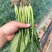 精品菠菜大量出货，品种多，规格客户要求来