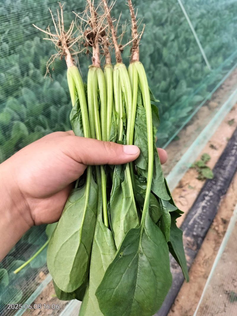 精品菠菜大量出货，品种多，规格客户要求来
