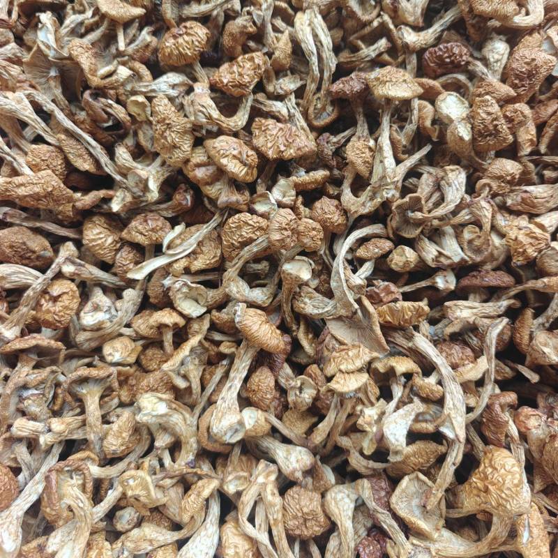 官方推荐：滑子菇干品、大量上市、电商工厂